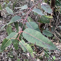 Angophora costata