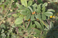 Tephrosia tinctoria