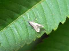 Schreckensteinia erythriella