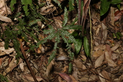 Adiantum hispidulum