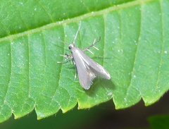 Schreckensteinia erythriella