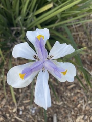 Dietes grandiflora