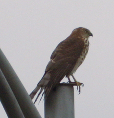 Accipiter badius
