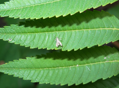 Schreckensteinia erythriella