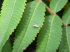 Schreckensteinia erythriella