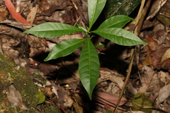 Dodonaea triquetra