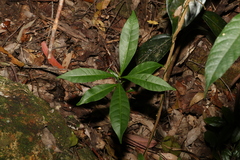 Dodonaea triquetra