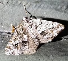 Frederickia s-signata