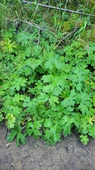 Petasites frigidus palmatus