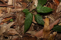 Leichhardtia rostrata