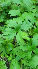 Petasites frigidus palmatus