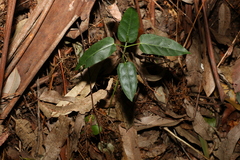 Leichhardtia rostrata