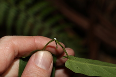 Leichhardtia rostrata