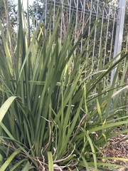 Dietes grandiflora