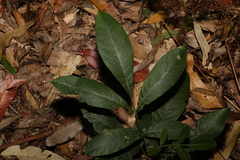 Flindersia schottiana