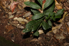 Flindersia schottiana