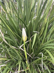Dietes grandiflora