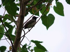 Pycnonotus cafer