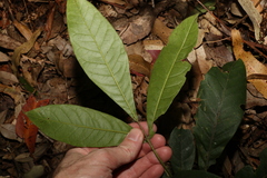 Flindersia schottiana