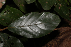 Gmelina leichhardtii