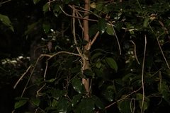 Gmelina leichhardtii