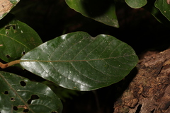 Gmelina leichhardtii