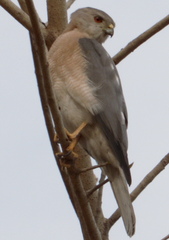 Accipiter badius