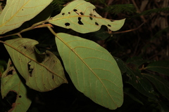 Gmelina leichhardtii