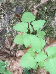 Fleischmannia incarnata