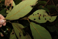 Gmelina leichhardtii