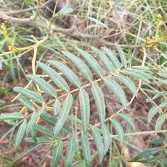 Acacia elata