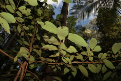 Gmelina leichhardtii