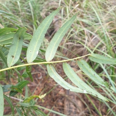 Acacia elata