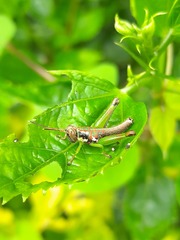 Pirithoicus ophthalmicus