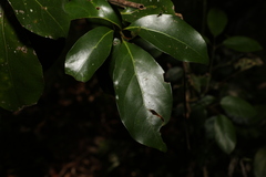 Endiandra discolor