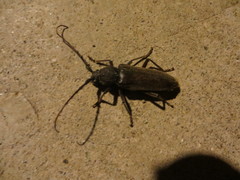 Enaphalodes hispicornis