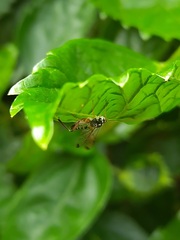 Echthromorpha agrestoria