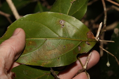 Endiandra discolor