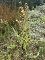 Sonchus arvensis