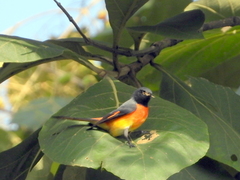 Pericrocotus cinnamomeus