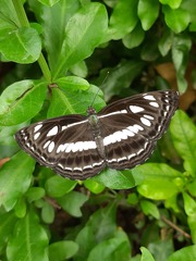 Neptis jumbah nalanda