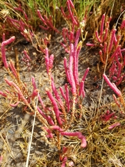Salicornia rubra