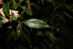 Cryptocarya glaucescens