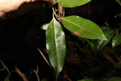 Cryptocarya glaucescens