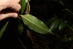 Cryptocarya glaucescens