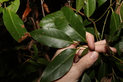 Cryptocarya glaucescens