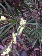 Acacia mucronata