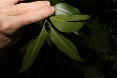 Cryptocarya glaucescens