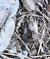 Allonemobius fasciatus