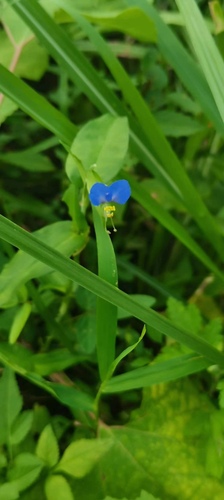 Asiatic dayflower